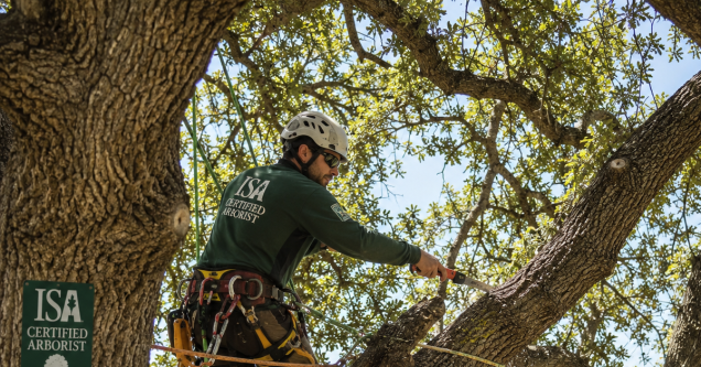 Coast Live Oak Pruning: When, Why, and How to Do It Right