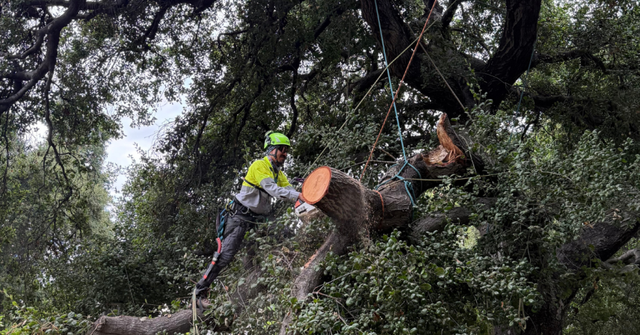 Professional arborist trimming a mature oak tree in Claremont, California during the ideal pruning season