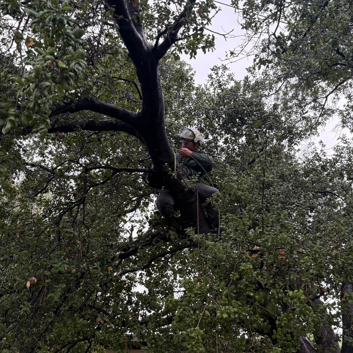 tree service in Rancho Cucamonga CA
