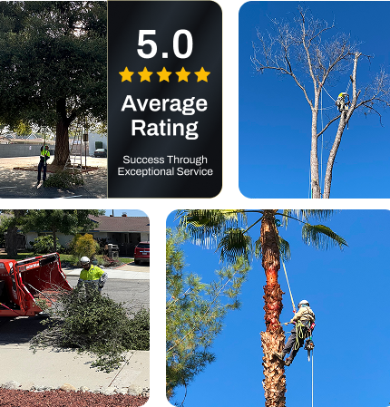 About ArborWorld
