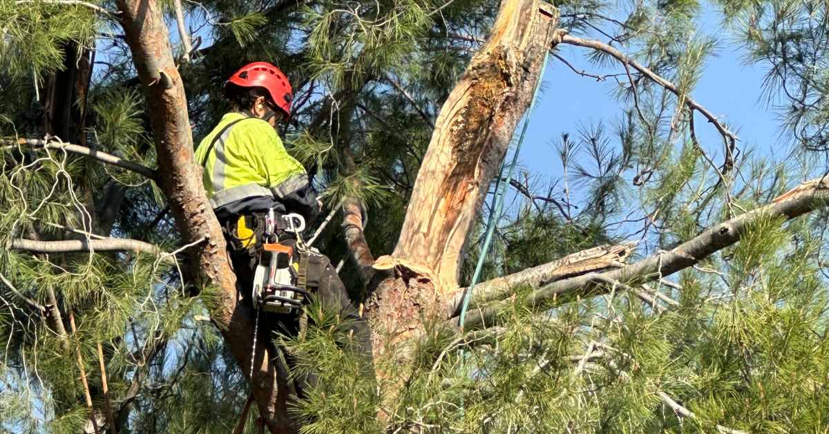 Tree Removal