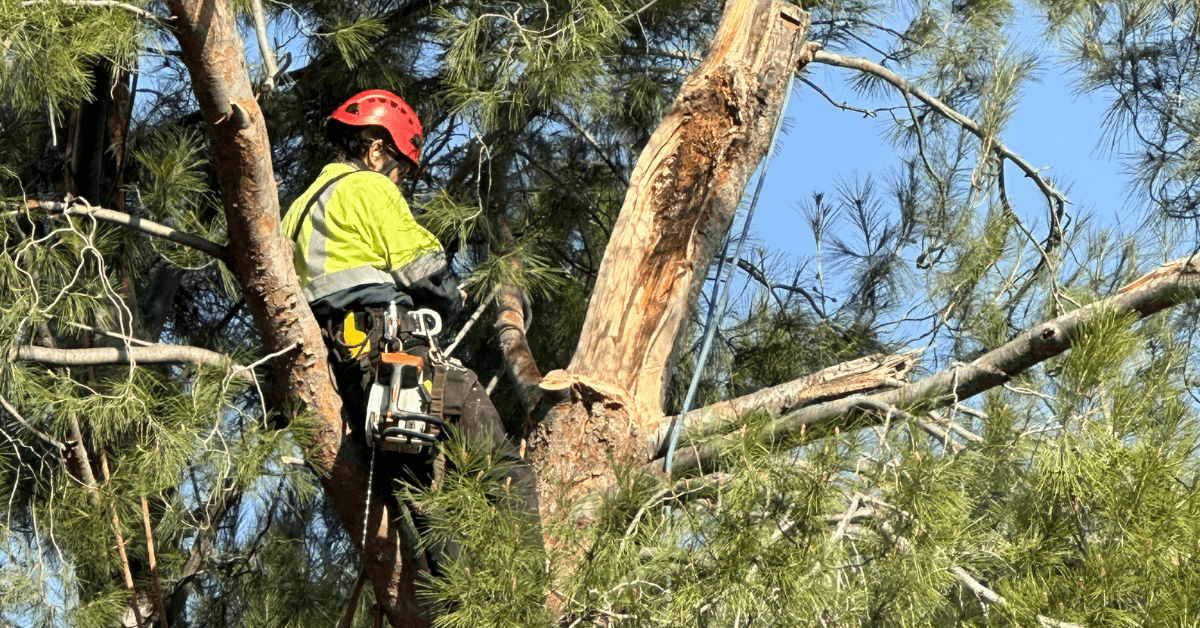 Tree Removal in La Verne, CA