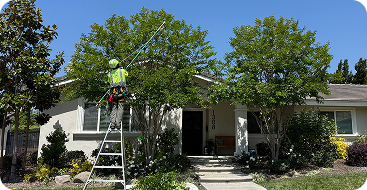 tree trimming and pruning